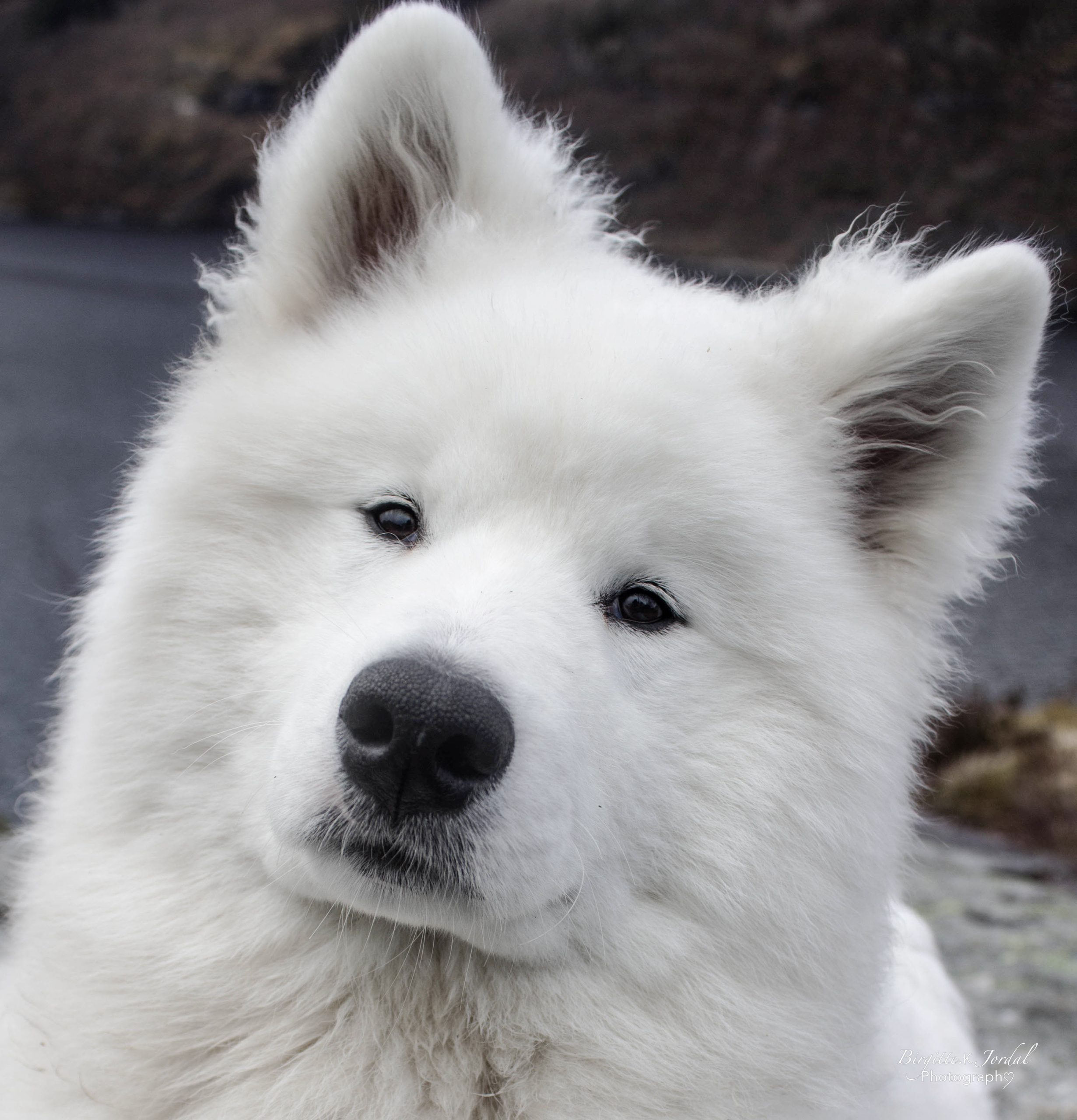 Familieøkning med samojeden Orion <3