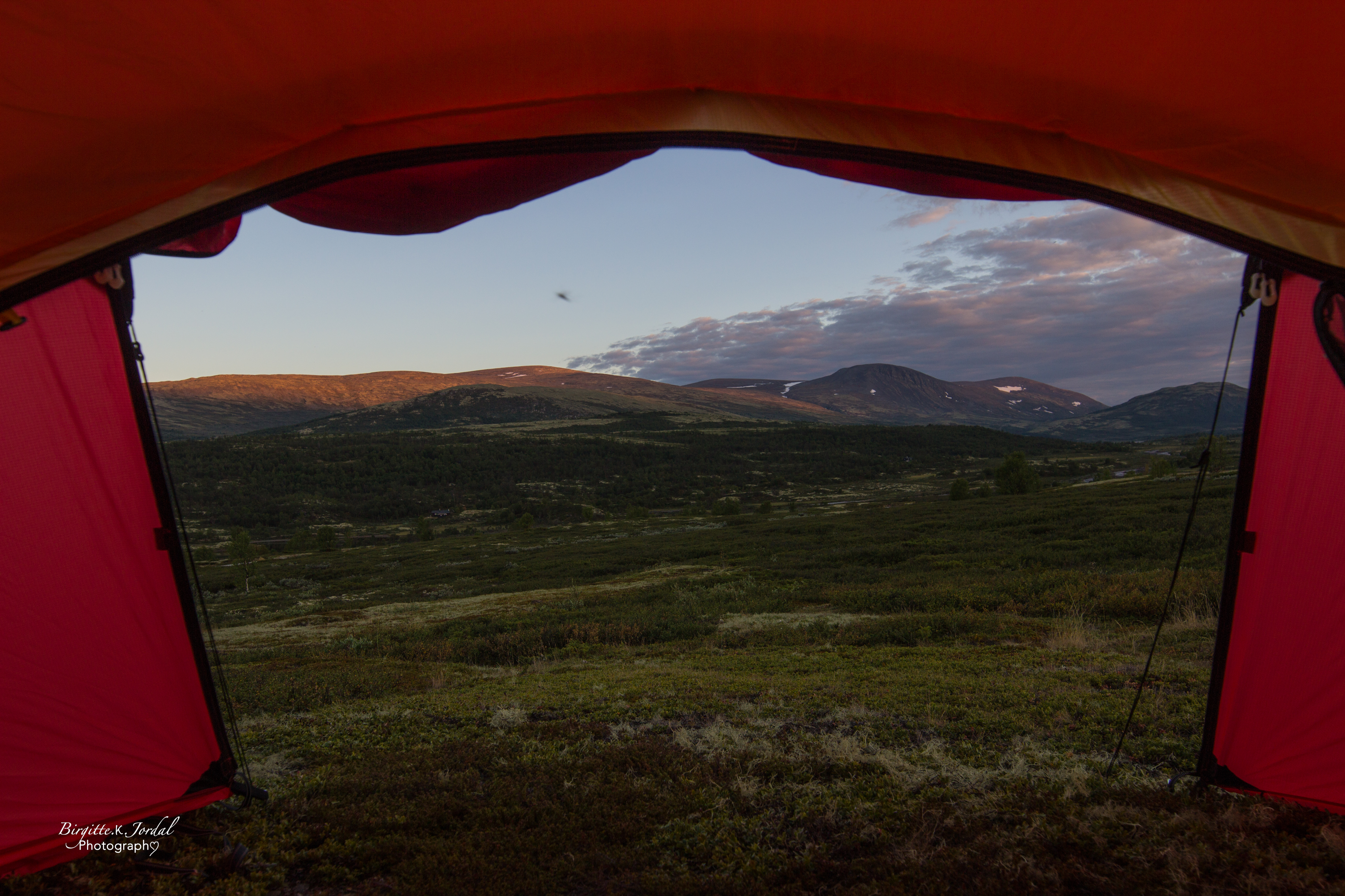 dovrefjell-9301