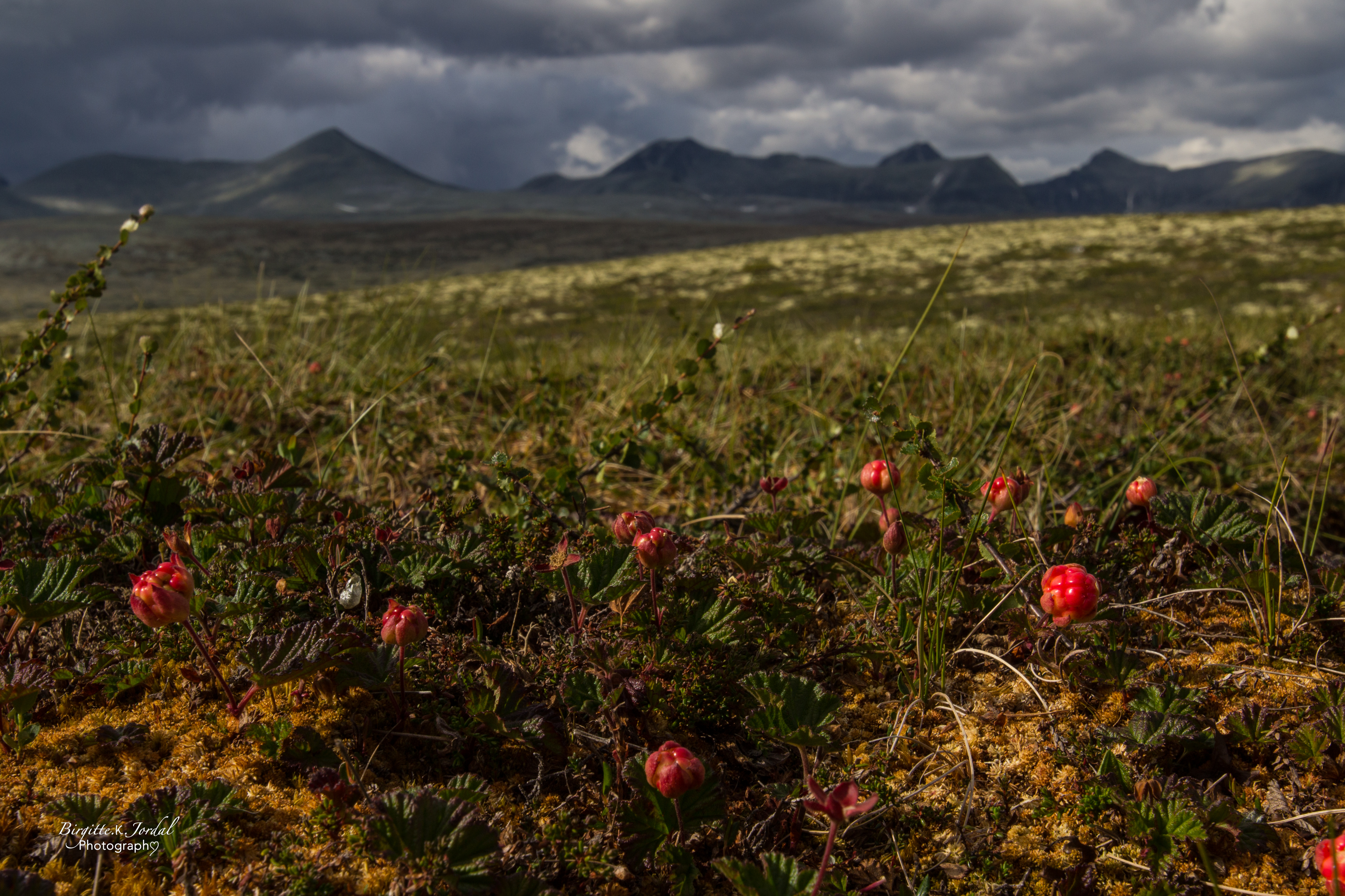 rondane-9319